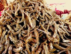 Si Mungil Penghuni Singkarak