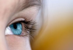 Gorila Besar Lewat Kadang Luput dari Mata Manusia