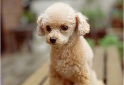 15 Binatang Kesayangan dan Alergi yang Dimunculkan