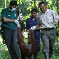 Aktivis Lingkungan Desak Pemerintah Seriusi Krisis Orangutan