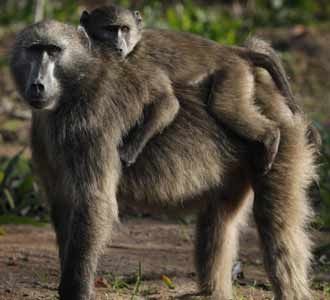 Melihat Babon Afrika