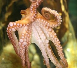 Spanyol Ingin Boyong Paul