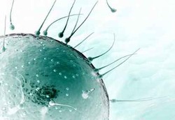 Gen Sperma Tidak Berubah Hingga 600 Juta Tahun