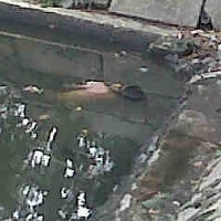 Mayat ABG Bugil Mengambang di Sungai Ancol