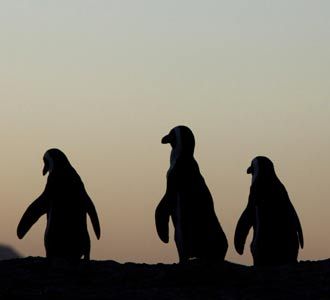 Pinguin di Simons Town