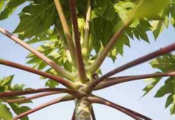 5 Tanaman Paling Beracun