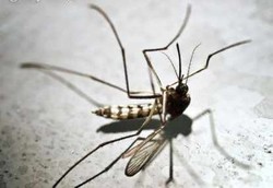 Kipas Angin Sama Ampuhnya dengan Obat Nyamuk