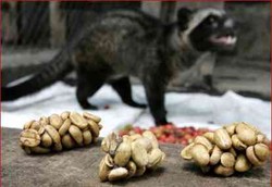 Kopi Luwak Lebih Bebas Pestisida
