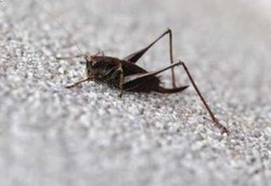 Krik.. Krik.. Ukur Suhu Udara dari Suara Jangkrik