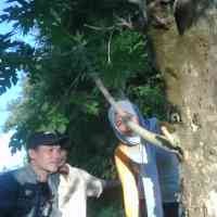  Pohon Kelor Berdaun Pepaya Tumbuh di Sumenep 