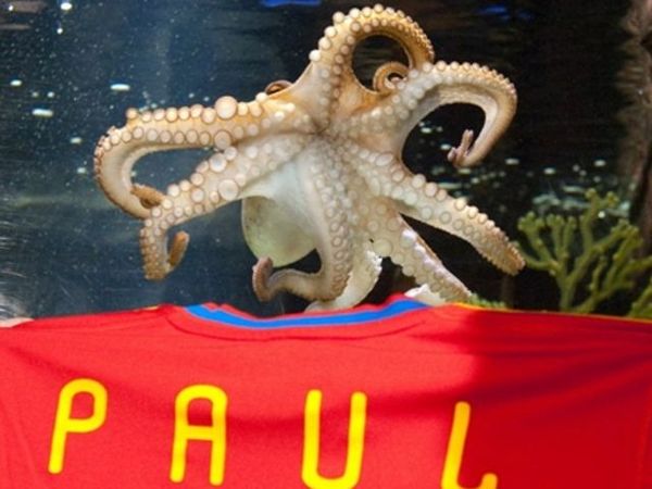 Sambutlah Paul Hernandez