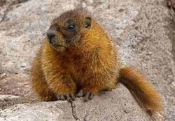 Perubahan Iklim Bikin Ukuran Marmut Lebih Gendut