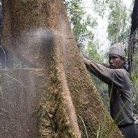 Kemenhut Targetkan Tanam 1 Miliar Pohon di 2011