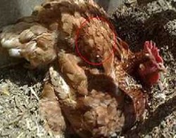 Sketsa Yesus di Bulu Ayam