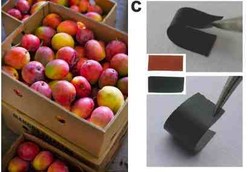 Plester Graphene Lindungi Barang Dagangan dari Bakteri Jahat