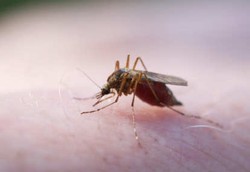 Malaria Jadi Penyakit Sejak Manusia Mengenal Cocok Tanam