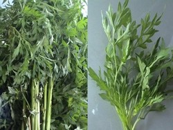 Kenikir, Penambah Nafsu Makan