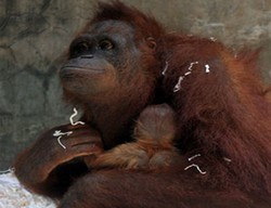 Magnit Fauna Kalteng