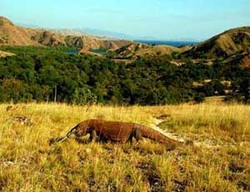 Komodo dan Pasola, Kekayaan NTT