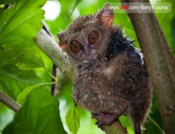 Bunaken, Permata Sulut