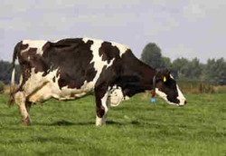 Sapi Bisa Hasilkan Susu Rendah Lemak