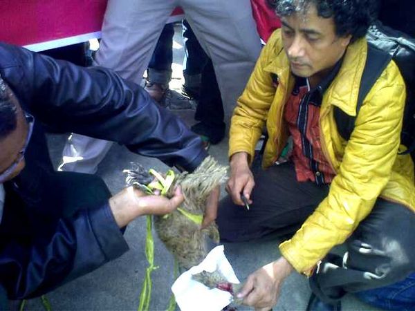 Warga Sembelih Bebek Foke