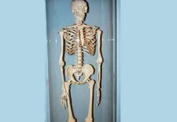 Fakta Menarik dari Tubuh