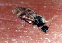 Nyamuk Kecil Agas Suka Pria Jangkung dan Wanita Gemuk