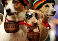 Anjing Mengemis di Manila