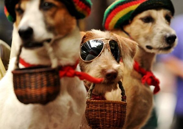 Anjing Mengemis di Manila