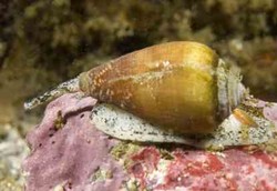 Racun Keong Laut Redakan Nyeri Tanpa Ketagihan