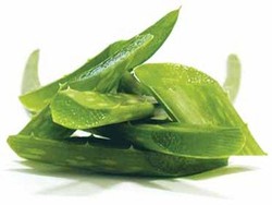 Lidah Buaya Atasi Diabetes