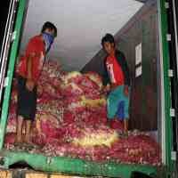 Pemusnahan 15 Kontainer Bawang Merah Diprotes Warga