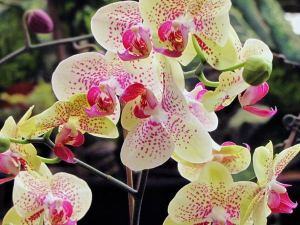 Berburu Tanaman ala Supermarket