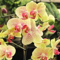 Dari Anggrek hingga Lidah Mertua