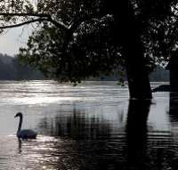 Pia dan Arnold Berenang 500 Km Ditemani Bebek Peliharaan