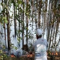 Kebakaran Hebat di 7 Wilayah, Rusia Nyatakan Keadaan Darurat 