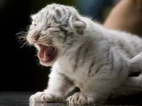 Bayi Harimau Jalani Pemeriksaan Medis