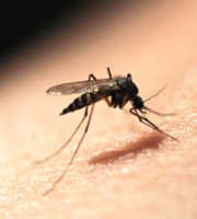 Bunuh 4 Juta Nyamuk, Huang Yuyen Jadi Pembasmi Hama Terbanyak Dunia