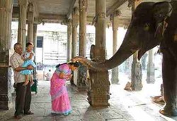 Bila Gajah Terkena TBC