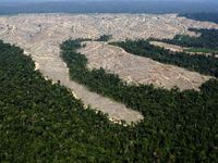 Hancurnya Hutan Gambut Jambi