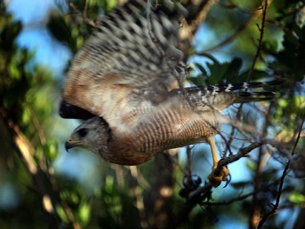 Mengintip Taman Nasional Everglades