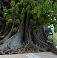 Prasasti yang Tertutup Ilalang