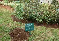 Jamu Lebih Populer Ketimbang Obat-obatan