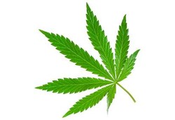 Bila Ganja Menjadi Obat 