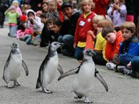 Penghuni Baru Pulau Penguin