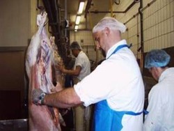 Tata Cara Penyembelihan Sapi Halal 