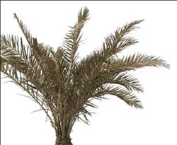 Pohon Kurma untuk Masa Depan