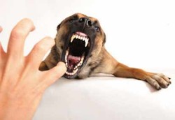 Ratusan Orang Telah Tertular Anjing Gila