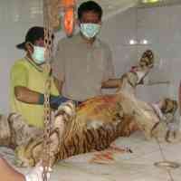 5 Ekor Satwa Koleksi KBS Kritis